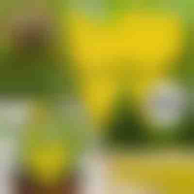 Ljepljive zamke za muhe (10 kom) | BUGILURE