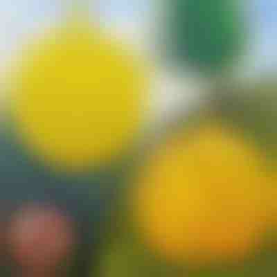 6-Pack viseće zamke za muhe | BUGIORB