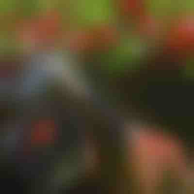 Škare za orezivanje stabala | TREESNIP